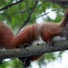 Another Red Squirrel