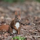 Another Red squirrel