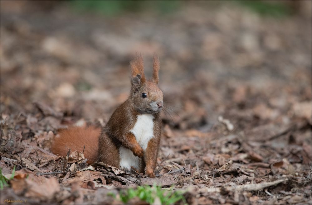 Another Red squirrel