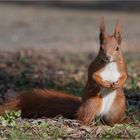 another Red squirrel