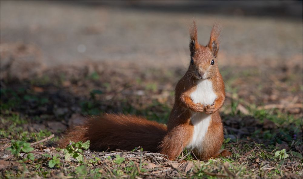 another Red squirrel