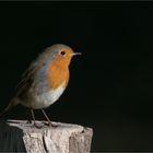 Another Robin