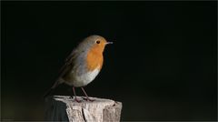 Another Robin