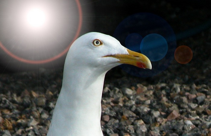 another seagull