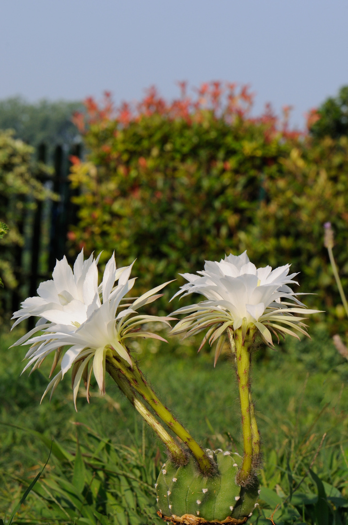 Another small flowering Honeymoon - (Cactus-Chinopsis) -