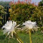 Another small flowering Honeymoon - (Cactus-Chinopsis) -