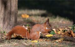 Another squirrel