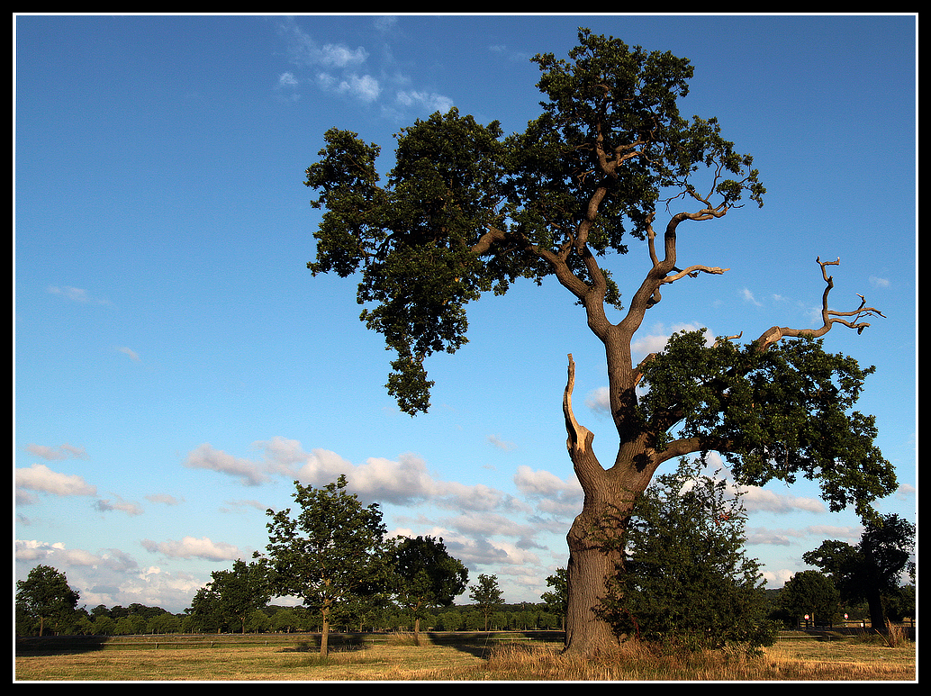 another tree