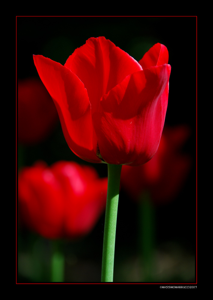 Another tulip for you...