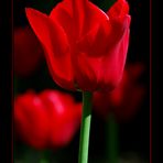 Another tulip for you...