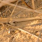 Another UAE Sand Lizard