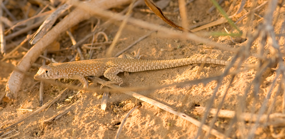 Another UAE Sand Lizard