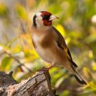 Another view of that Goldfinch today