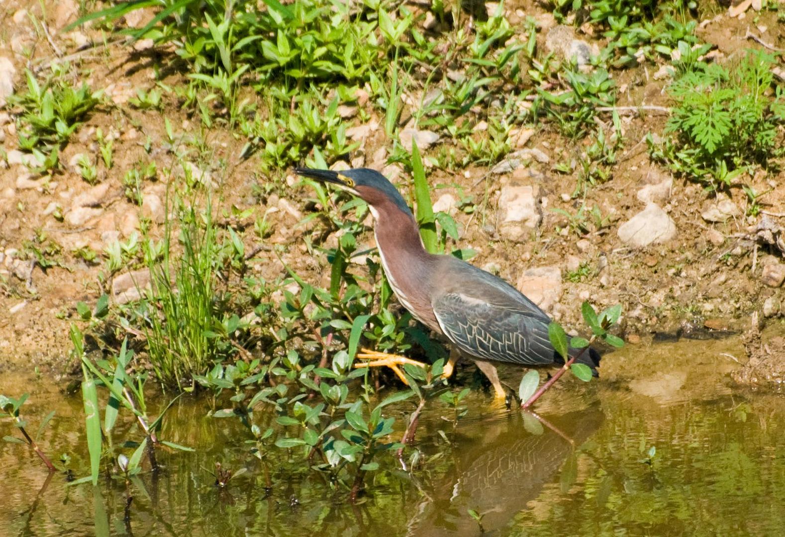 Another view of the Green Heron