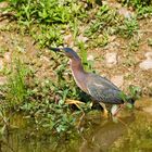 Another view of the Green Heron