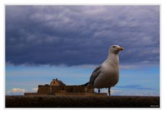 Another White Bird..........