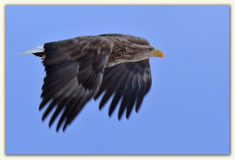 Another White Tailed Eagle