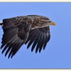 Another White Tailed Eagle