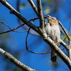 Another Wryneck....