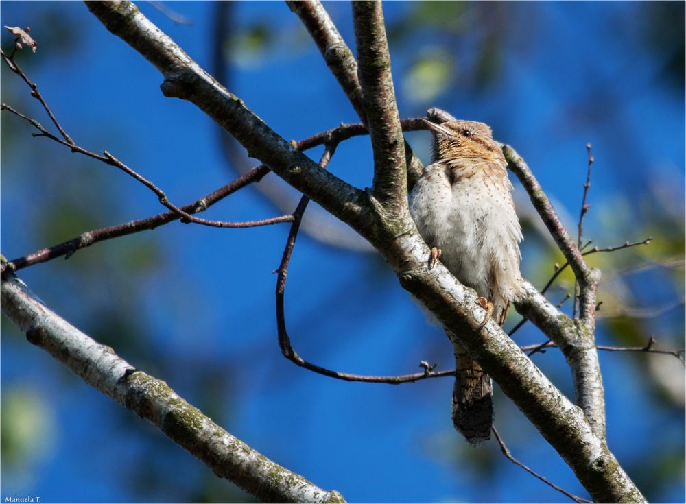 Another Wryneck....