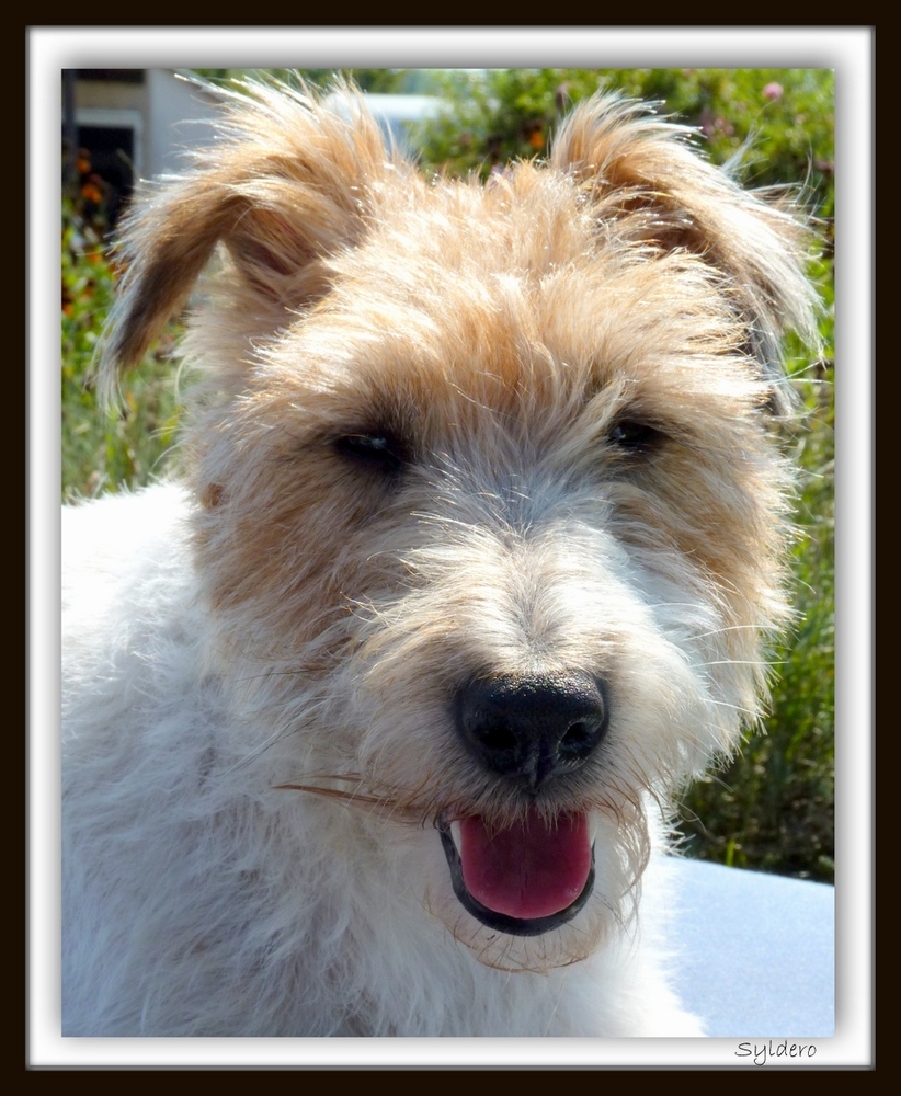 ANOUK (fox terrier)