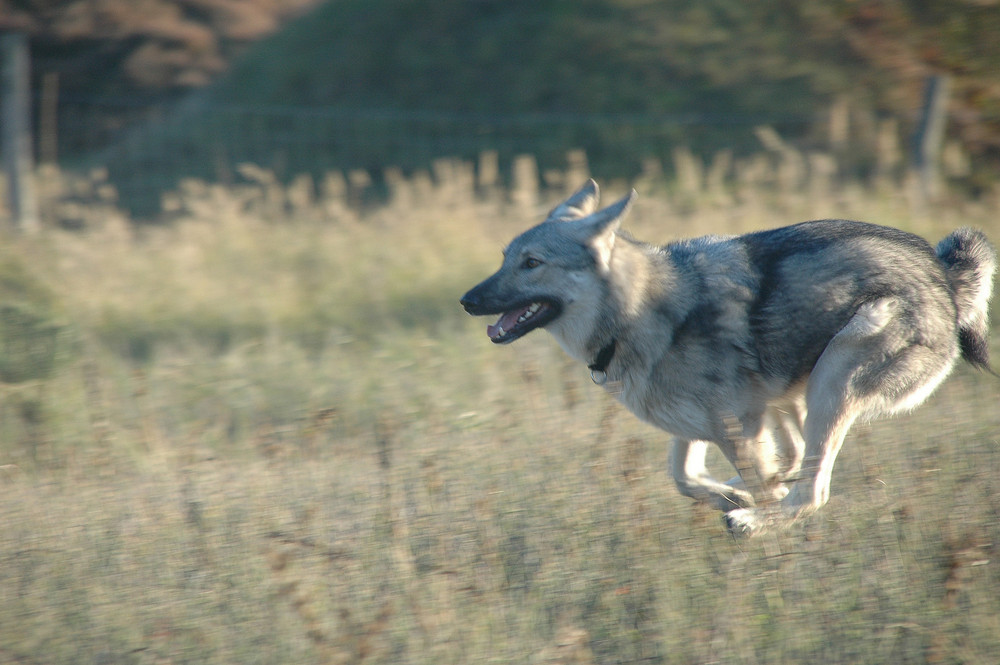 Anouk im Rennen Foto & Bild | tiere, haustiere, hunde ...