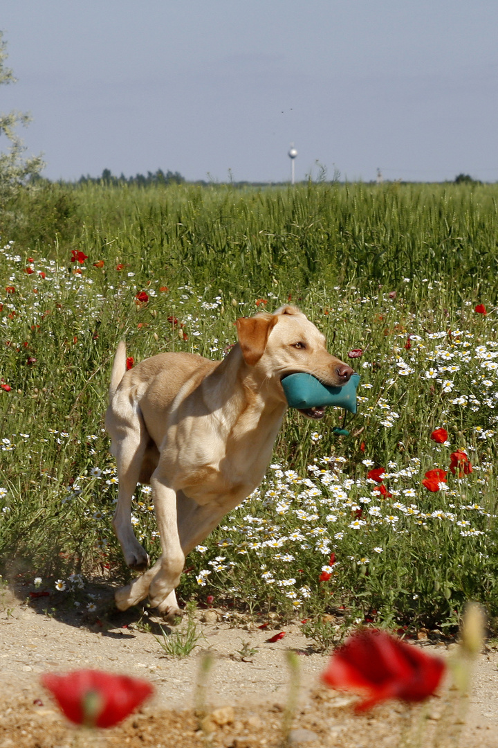 Anouk, Labradorrüde