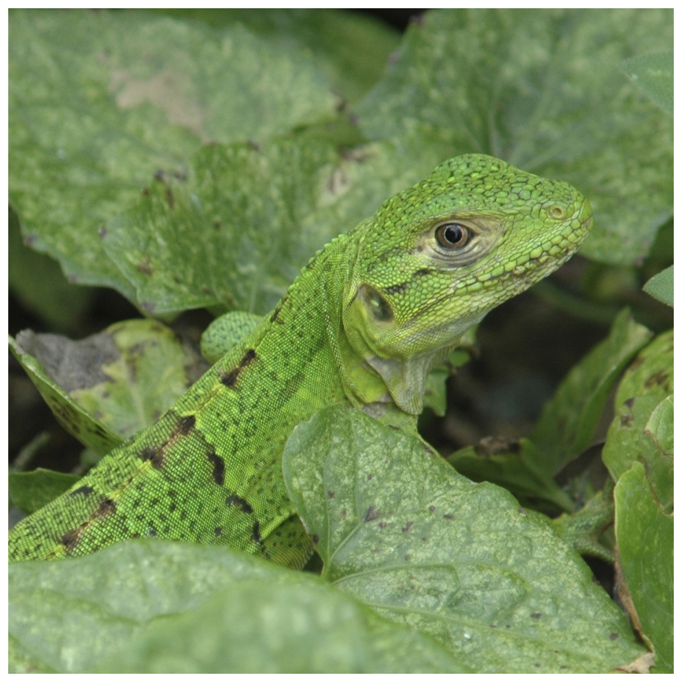 Anpassung Foto & Bild monatswettbewerbe natur, 11 tiere perfekt