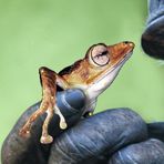 Anpassung der Froschzehen an die Wölbung der Hand mit dem Formgitterwerkzeug