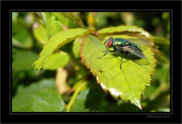anpassungsfähig....