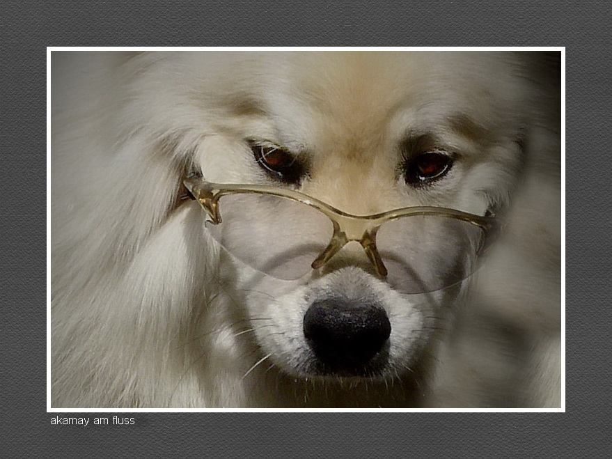 Anpassungsfähigkeit - Eurasier