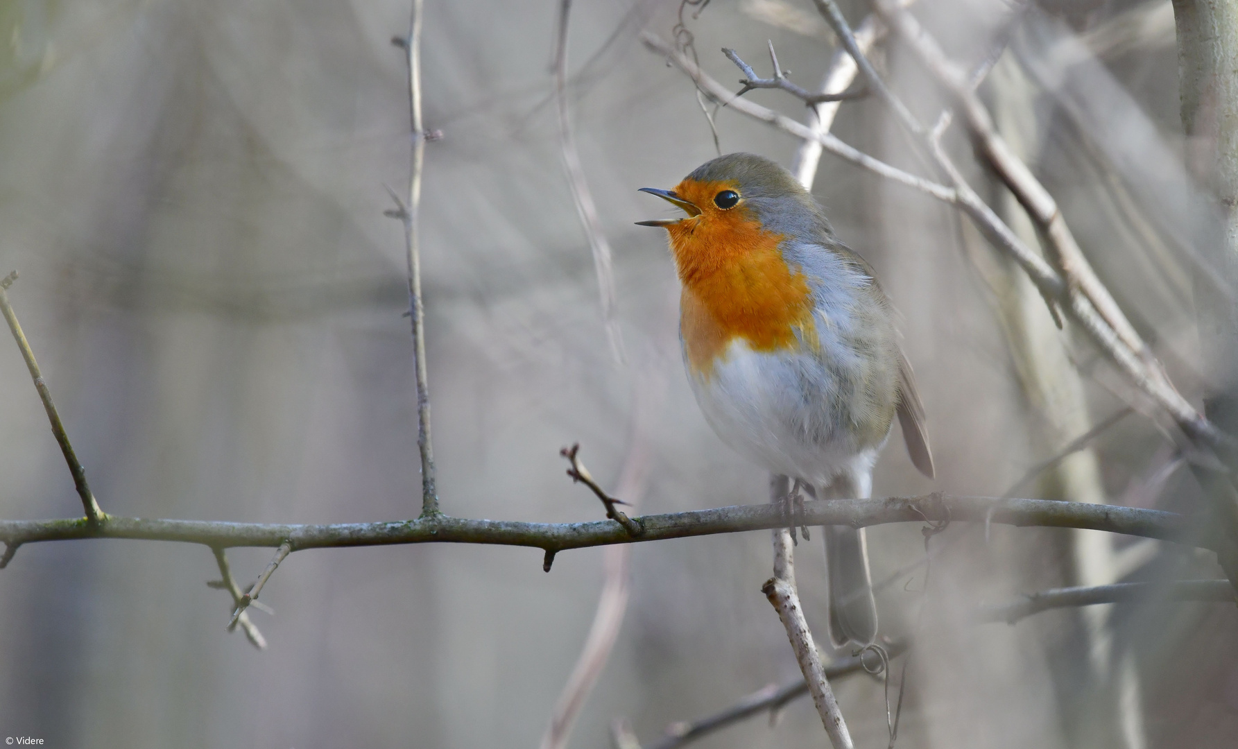 Anpfiff zum Frühling