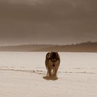 anpirschen im Schnee