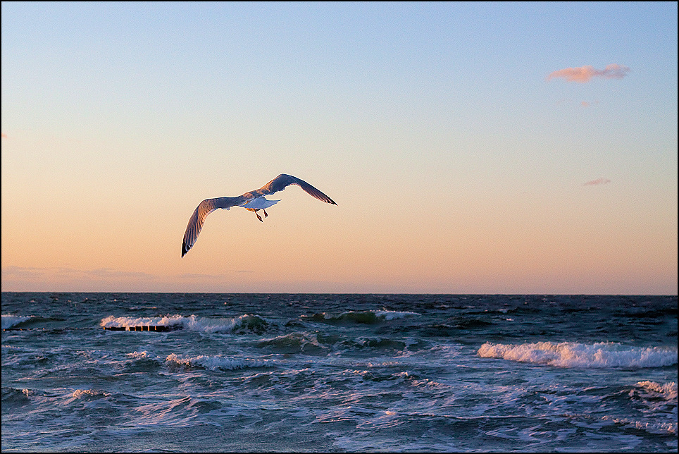 An´s Haff nun fliegt die Möwe