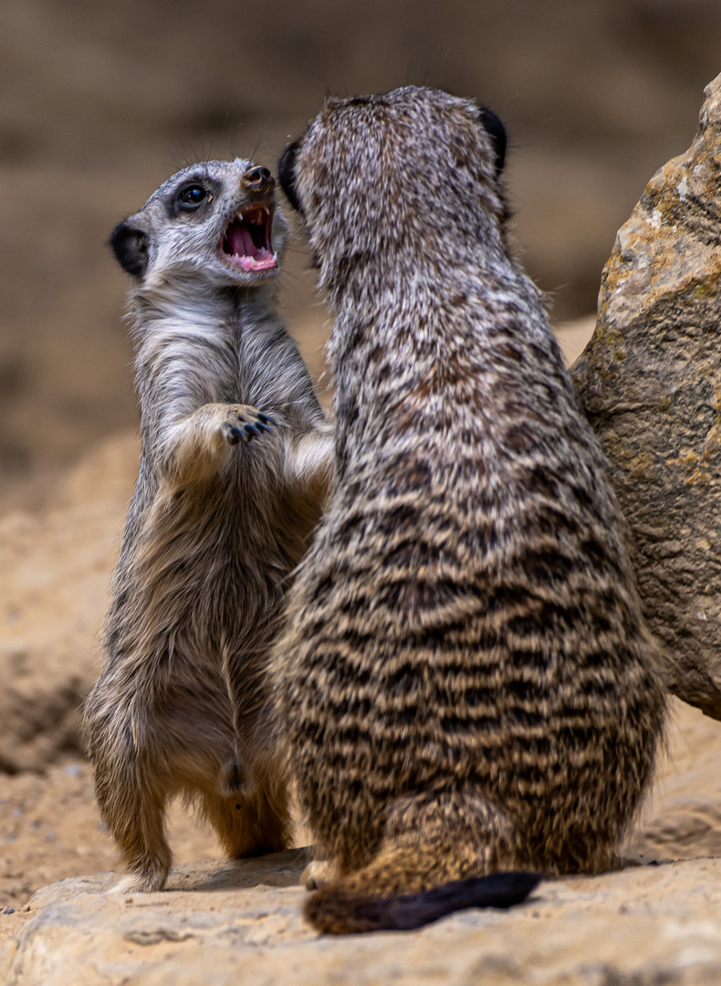 Ansage auf Erdmännchen-Art