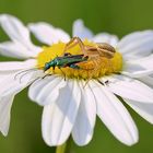 Anschlag auf offener Margerite...