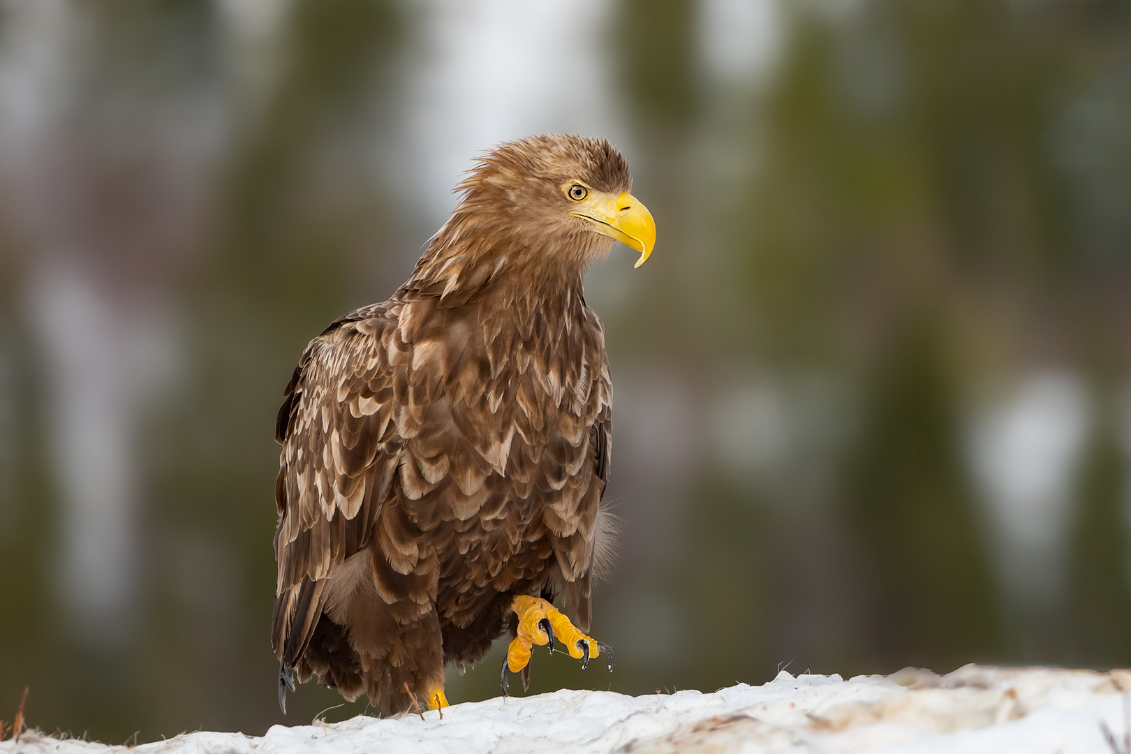 anschleichen Foto & Bild natur, vogel, norwegen Bilder auf