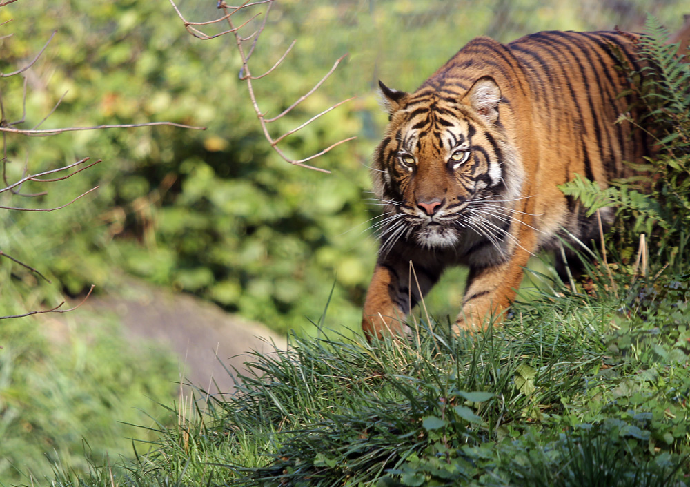 anschleichender Tiger