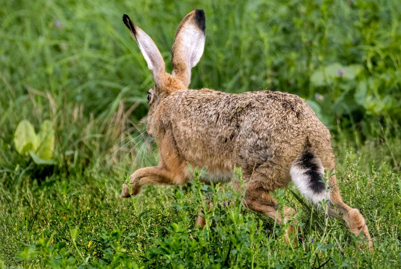 "ANSCHLEICHTECHNIK HASE"