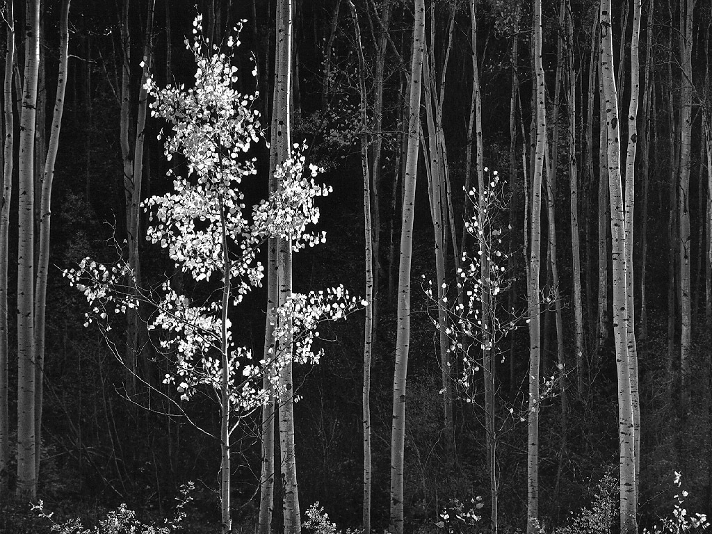 Ansel Adams