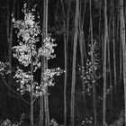 Ansel Adams