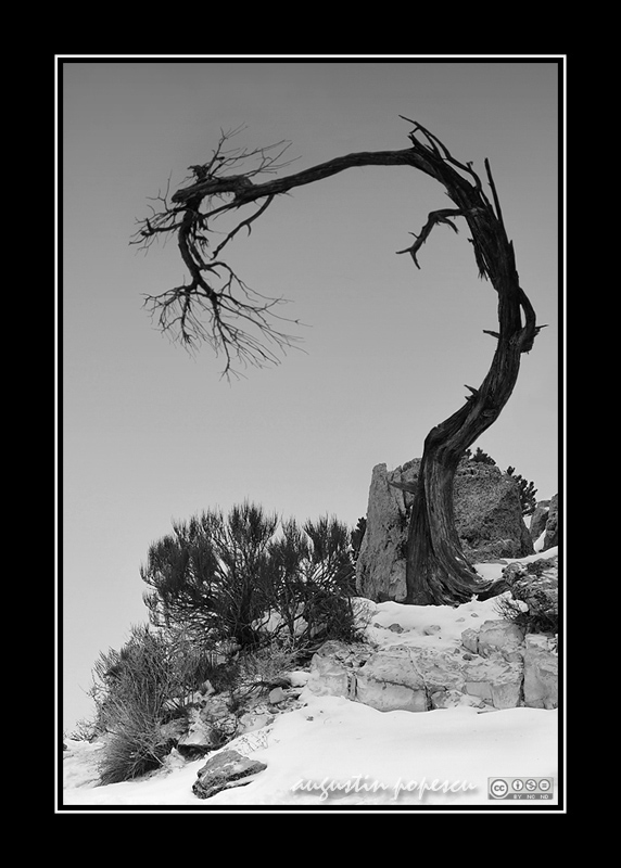 Ansel Adams Tribute