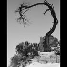 Ansel Adams Tribute