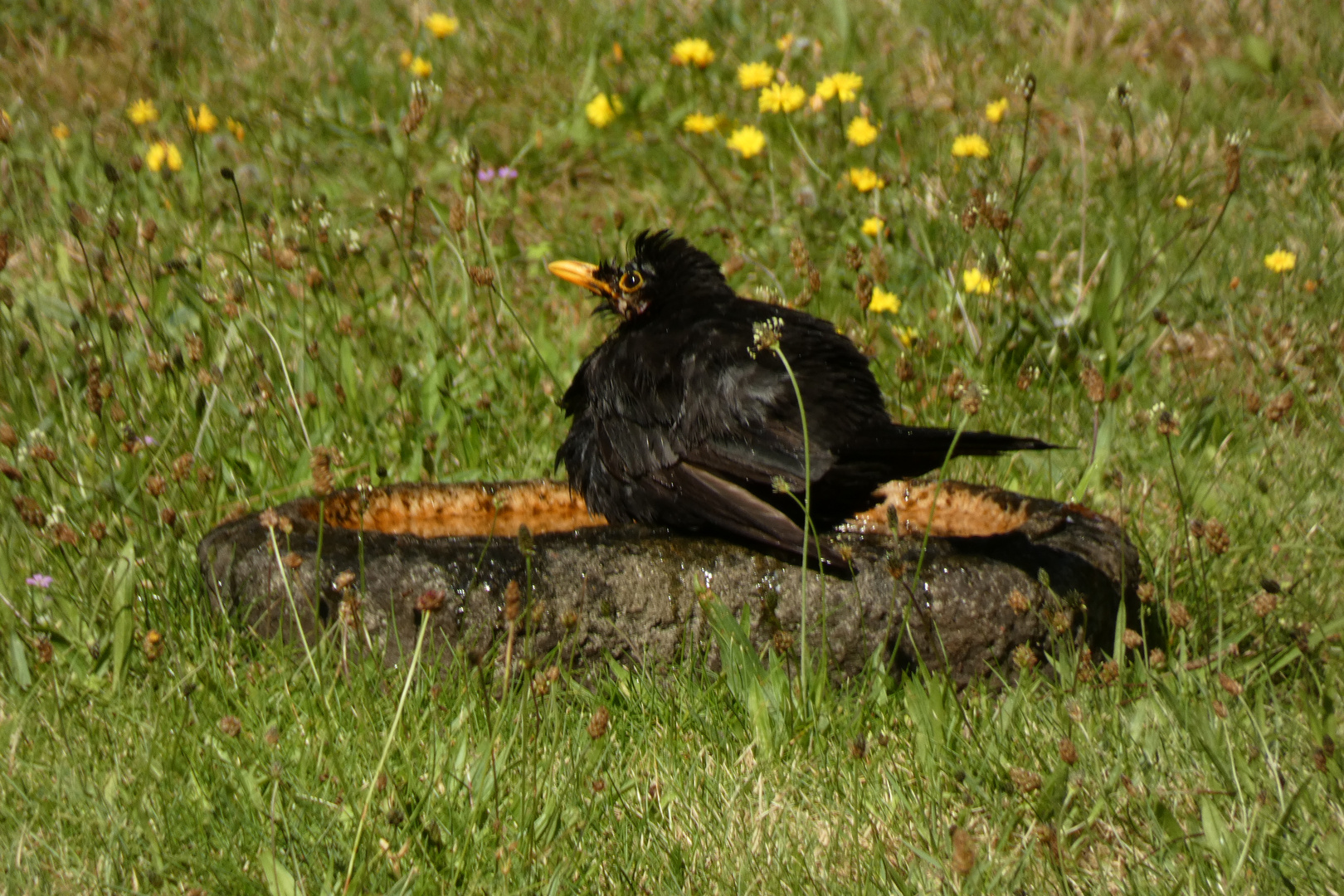 Anselbad in meiner Vogeltränke