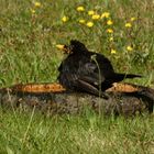 Anselbad in meiner Vogeltränke