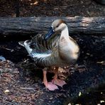 Central Park Zoo