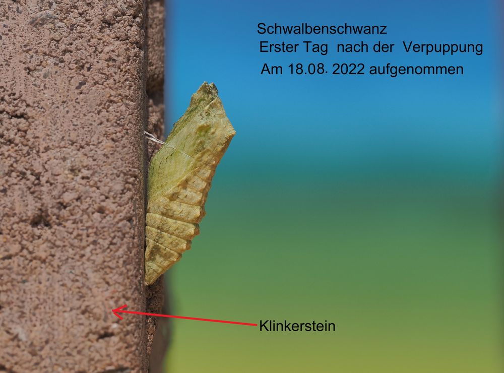 Ansicht  von einer verpuppten Schwalbenschwanzraupe