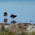 Ansichten eines Kiebitzschwarms bei Westkapelle (Zeeland, NL)