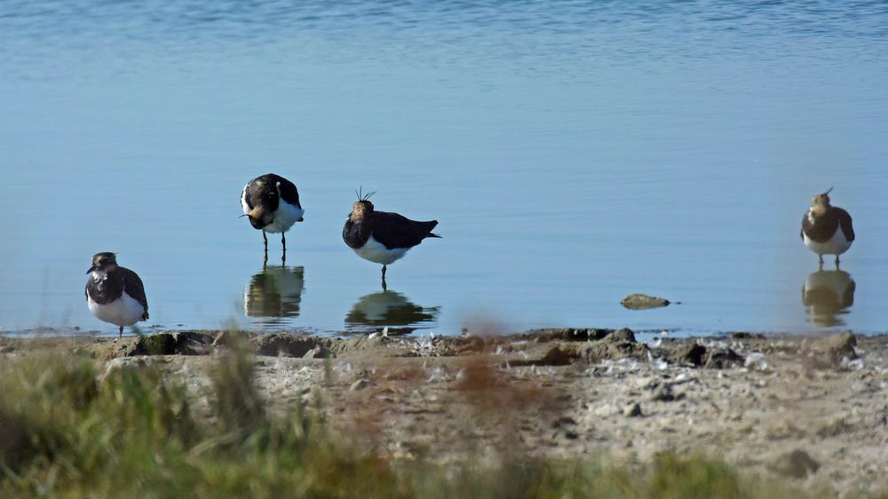 Ansichten eines Kiebitzschwarms bei Westkapelle (Zeeland, NL)