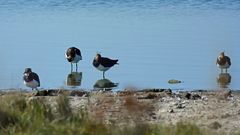 Ansichten eines Kiebitzschwarms bei Westkapelle (Zeeland, NL)